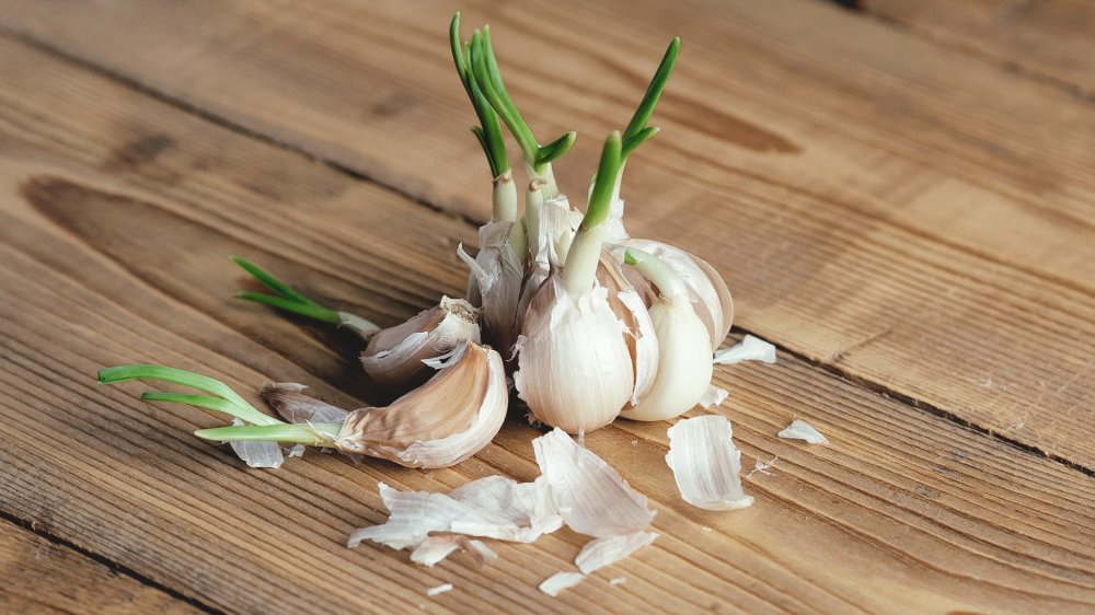 Few Cloves of Unpeeled Garlic With Green Sprouts On Wooden Table